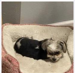 Lost Male Dog last seen ton mountain , Beaverton, OR 97007