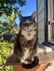 Lost Female Cat last seen Strickland Ave (Near Annandale Elementary), Los Angeles, CA 90042