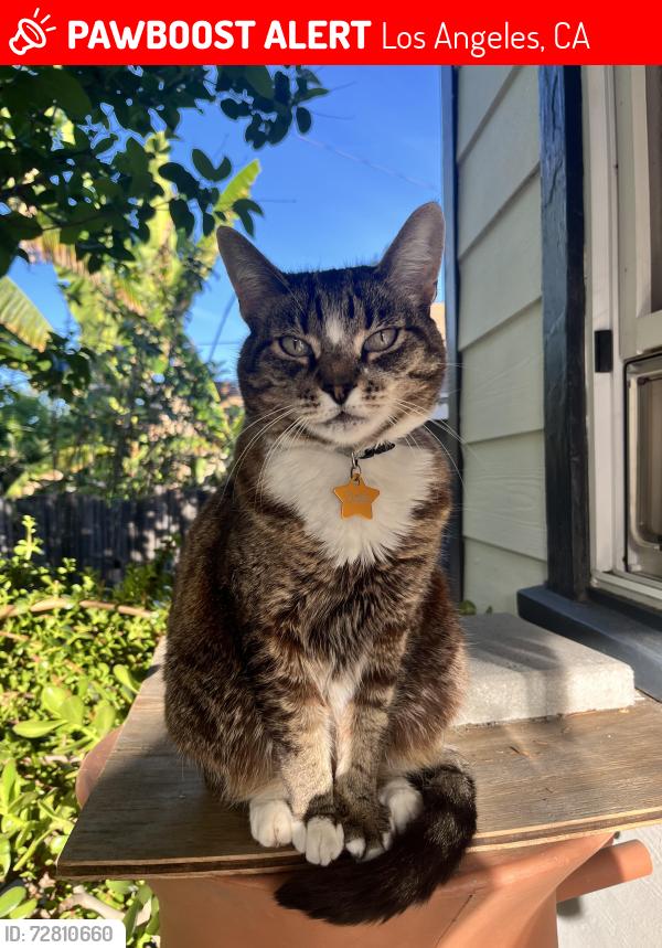 Lost Female Cat last seen Strickland Ave (Near Annandale Elementary), Los Angeles, CA 90042