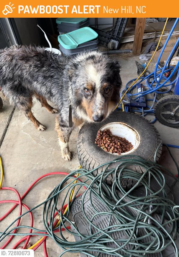 Found/Stray Unknown Dog last seen Partian rd, New Hill, NC 27562