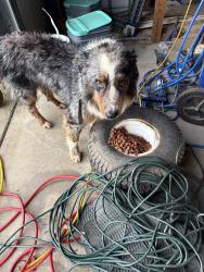 Found/Stray Unknown Dog last seen Partian rd, New Hill, NC 27562
