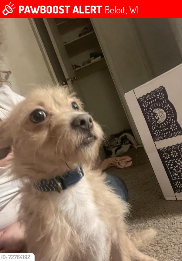 Lost Male Dog last seen Near Wisconsin , Beloit, WI 53511