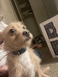Lost Male Dog last seen Near Wisconsin , Beloit, WI 53511