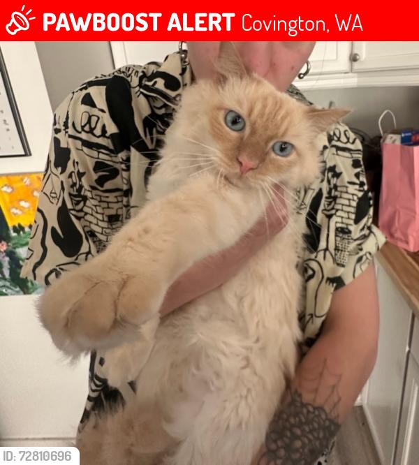 Lost Male Cat last seen Near block of 180th & Wax, Covington, WA 98042