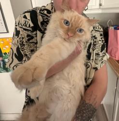 Lost Male Cat last seen Near block of 180th & Wax, Covington, WA 98042