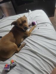 Lost Female Dog last seen Kozy trailer park on Kimball and inez in hemet, Hemet, CA 92543