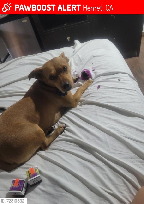 Lost Female Dog last seen Kozy trailer park on Kimball and inez in hemet, Hemet, CA 92543