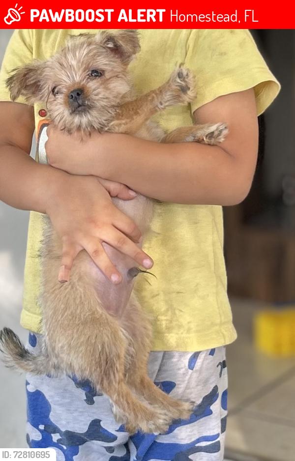 Lost Male Dog last seen hmstd Fl, Homestead, FL 33030
