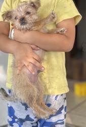 Lost Male Dog last seen hmstd Fl, Homestead, FL 33030