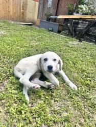 Found/Stray Female Dog last seen Gaston Place, Austin, TX 78723