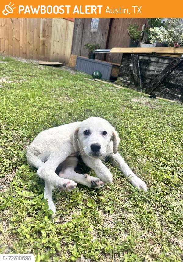 Found/Stray Female Dog last seen Gaston Place, Austin, TX 78723