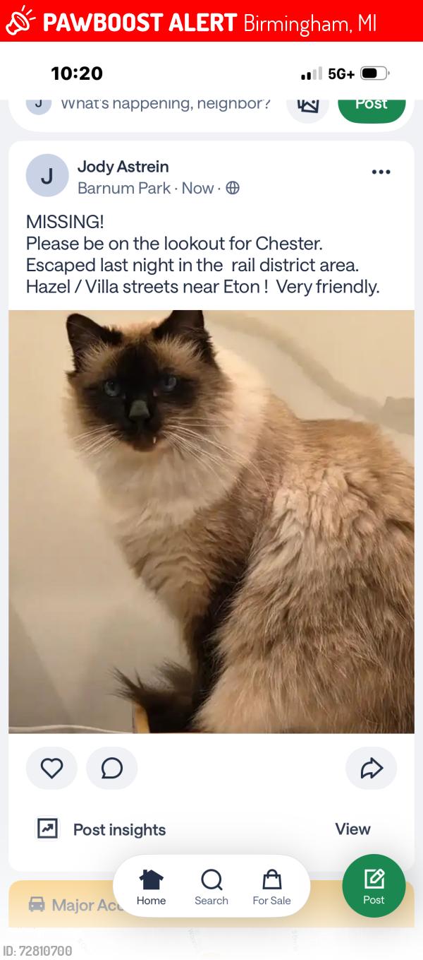 Lost Male Cat last seen Villa and Eton, Birmingham, MI 48009