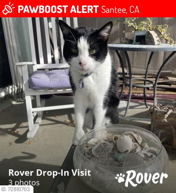 Lost Male Cat last seen Halberns Blvd and Cecilwood Dr, Santee, CA 92071