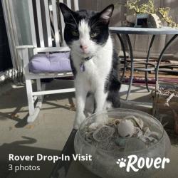 Lost Male Cat last seen Halberns Blvd and Cecilwood Dr, Santee, CA 92071