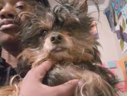 Lost Female Dog last seen Gilbert street, Thurman Ave, parsons, Columbus, OH 43206