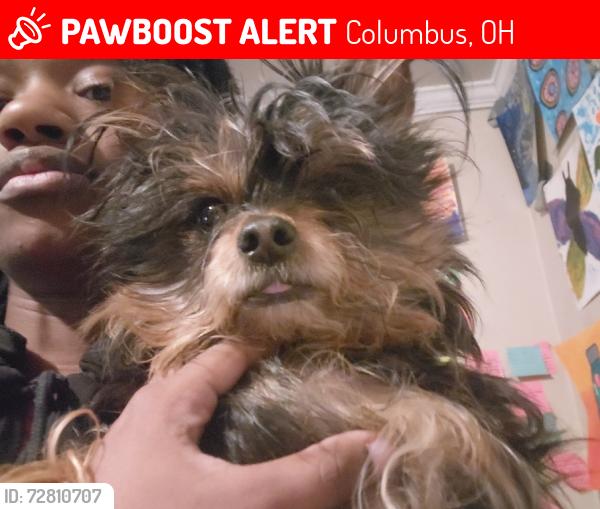 Lost Female Dog last seen Gilbert street, Thurman Ave, parsons, Columbus, OH 43206