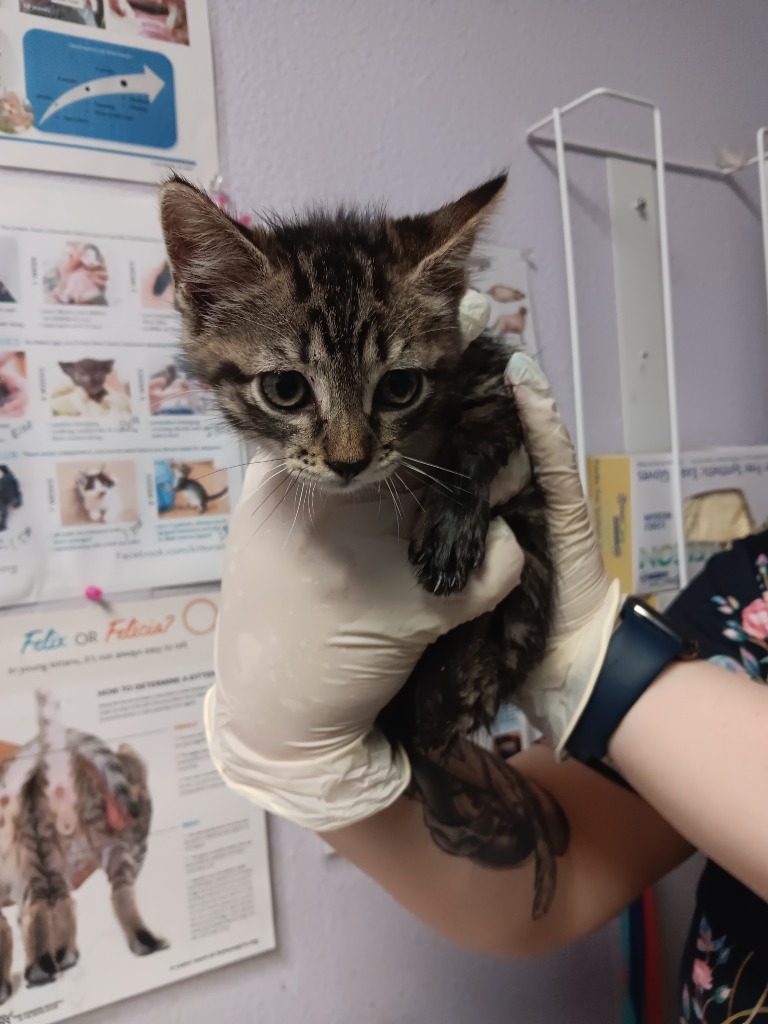 Shelter Stray Male Cat last seen Bexar County, New Braunfels, TX 78130
