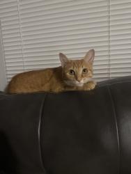 Lost Female Cat last seen Ritias ice cream, cornerstore, mitias, Columbus, OH 43220