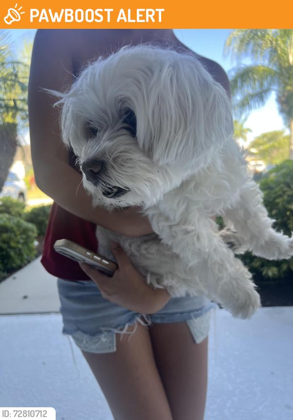 Found/Stray Female Dog last seen Great park blvd , Lakewood Ranch, FL 34211