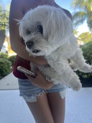 Found/Stray Female Dog last seen Great park blvd , Lakewood Ranch, FL 34211