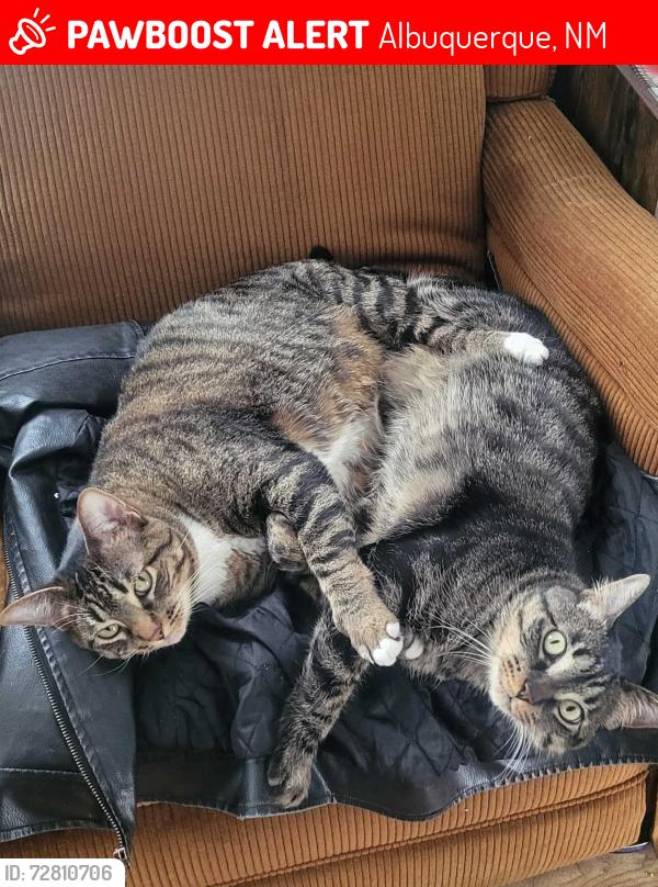 Lost Female Cat last seen Tramway, Albuquerque, NM 87112