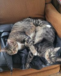 Lost Female Cat last seen Tramway, Albuquerque, NM 87112