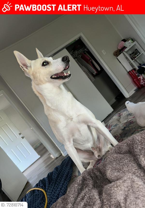 Lost Male Dog last seen Allison Binet memorial Drive , Hueytown, AL 35061