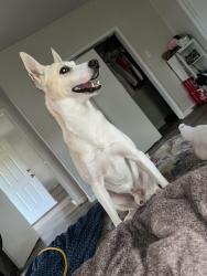 Lost Male Dog last seen Allison Binet memorial Drive , Hueytown, AL 35061