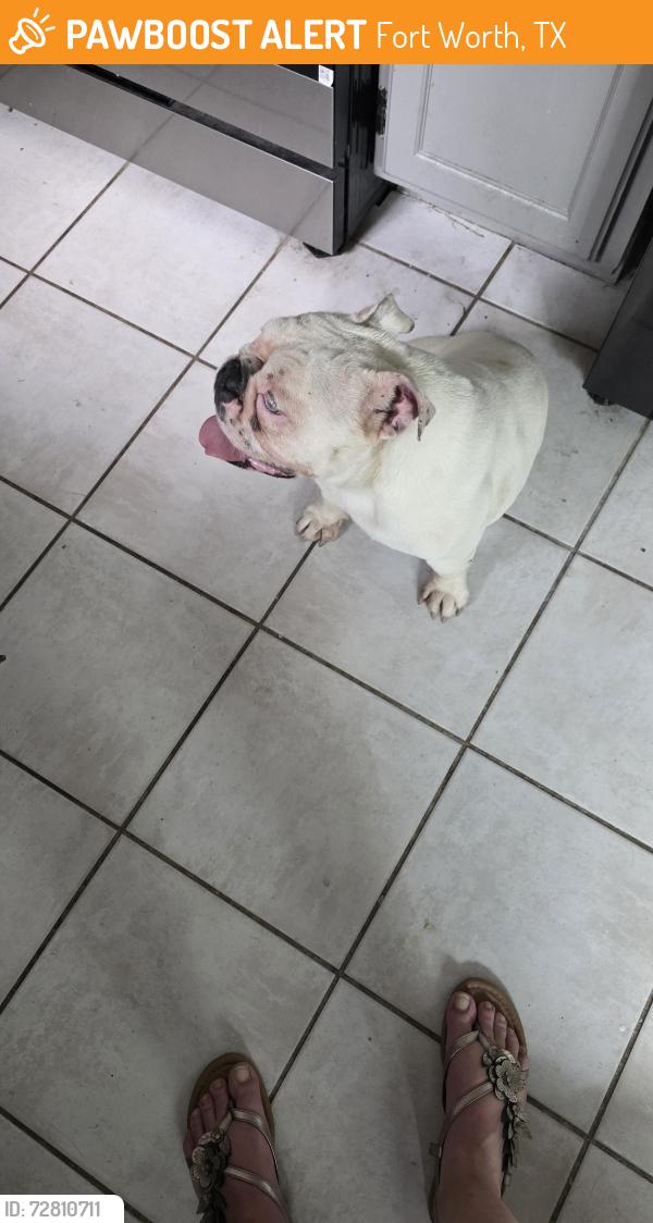 Found/Stray Female Dog last seen Mccart and steamboat, Fort Worth, TX 76123