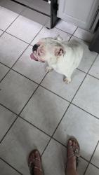 Found/Stray Female Dog last seen Mccart and steamboat, Fort Worth, TX 76123