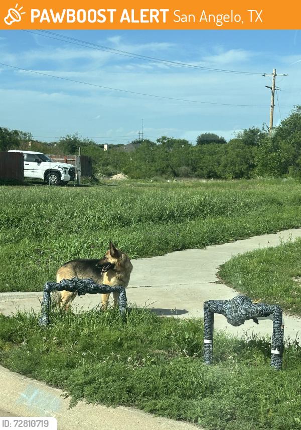 Found/Stray Unknown Dog last seen Saw yesterday 4/24 by the curb thought he lived at that hse, but saw again today a hse down sitting in the shade of someone’s truck as I was going to Dollar General and when I came out, he was in the Dollar General parking lot, San Angelo, TX 76905