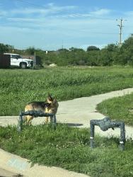 Found/Stray Unknown Dog last seen Saw yesterday 4/24 by the curb thought he lived at that hse, but saw again today a hse down sitting in the shade of someone’s truck as I was going to Dollar General and when I came out, he was in the Dollar General parking lot, San Angelo, TX 76905