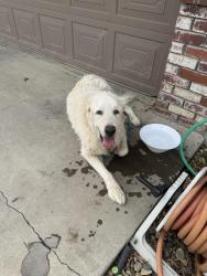 Found/Stray Unknown Dog last seen Bird & Linne Rd, Tracy, CA 95304