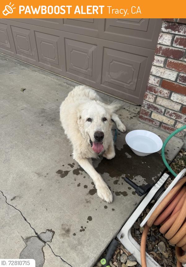 Found/Stray Unknown Dog last seen Bird & Linne Rd, Tracy, CA 95304