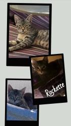 Found/Stray Unknown Cat last seen 67th ave west,  Magellan dr, West Bradenton, FL 34209