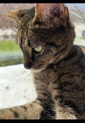 Lost Male Cat last seen Near Whitmoor Drive , Weldon Spring, MO 63304