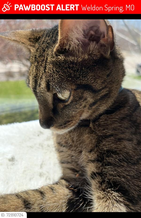 Lost Male Cat last seen Near Whitmoor Drive , Weldon Spring, MO 63304
