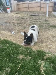 Found/Stray Female Dog last seen Lemon grove ave, Lemon Grove, CA 91946