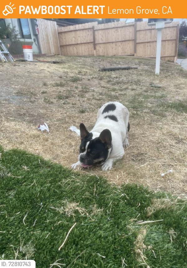 Found/Stray Female Dog last seen Lemon grove ave, Lemon Grove, CA 91946