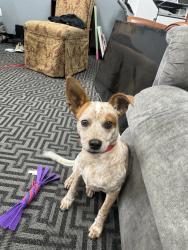 Found/Stray Male Dog last seen Trails, Garland, TX 75043