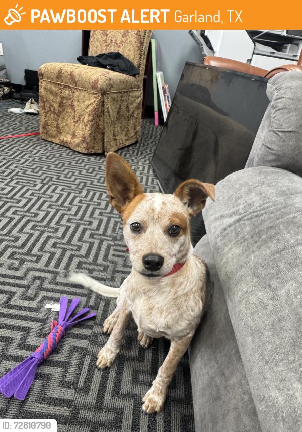 Found/Stray Male Dog last seen Trails, Garland, TX 75043