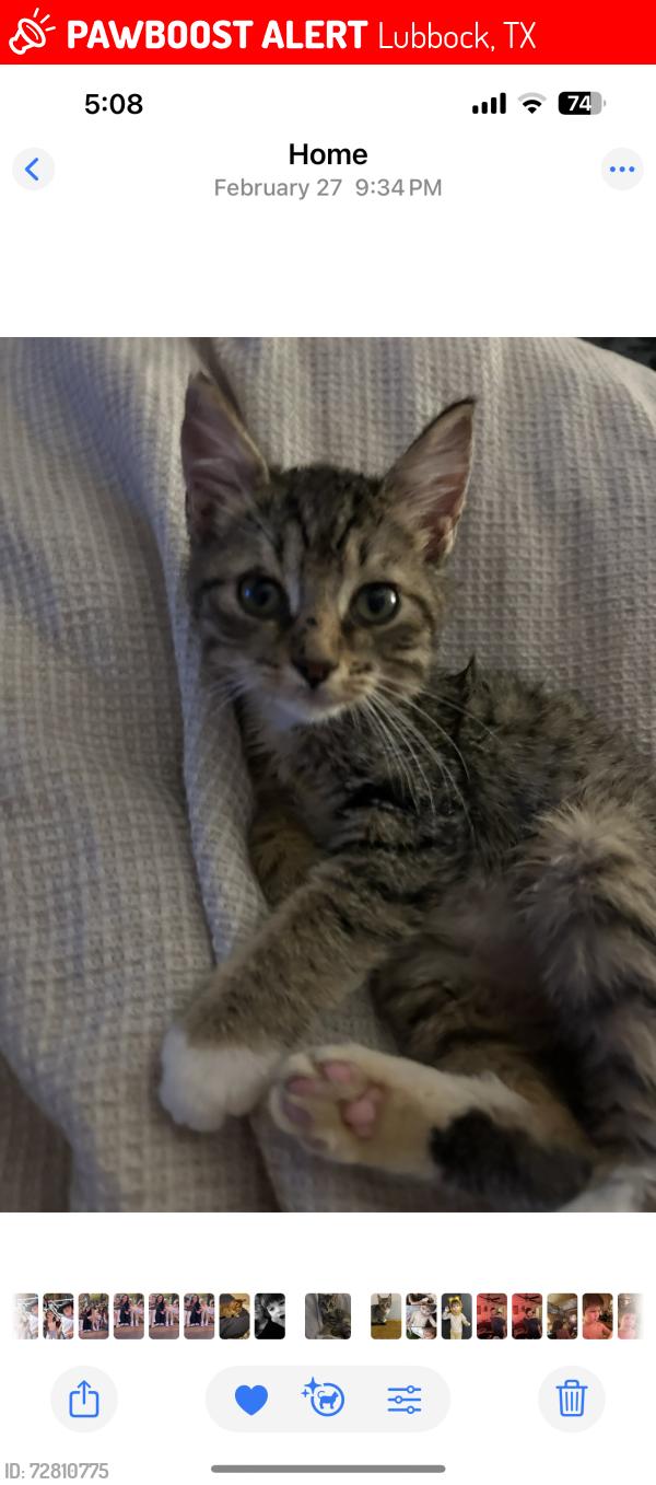 Lost Male Cat last seen 29th and university , Lubbock, TX 79411