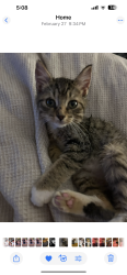 Lost Male Cat last seen 29th and university , Lubbock, TX 79411