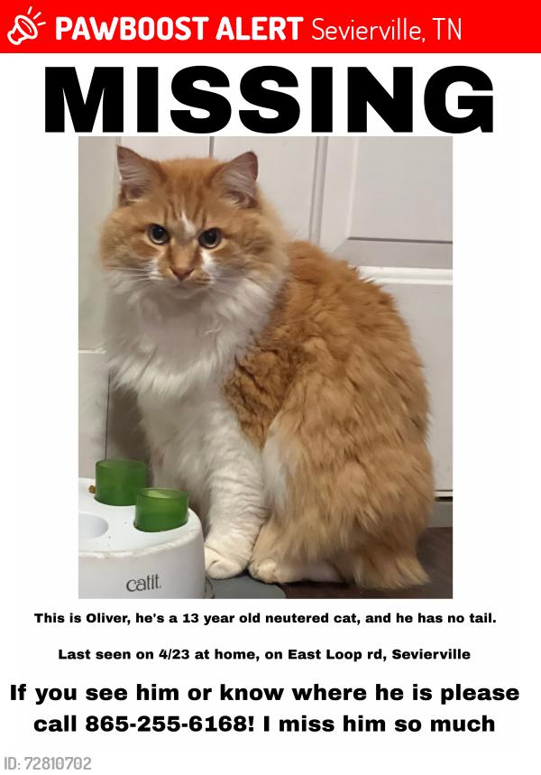 Lost Male Cat last seen Near Old Knoxville Highway, Sevierville, TN 37862