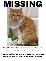 Lost Male Cat last seen Near Old Knoxville Highway, Sevierville, TN 37862