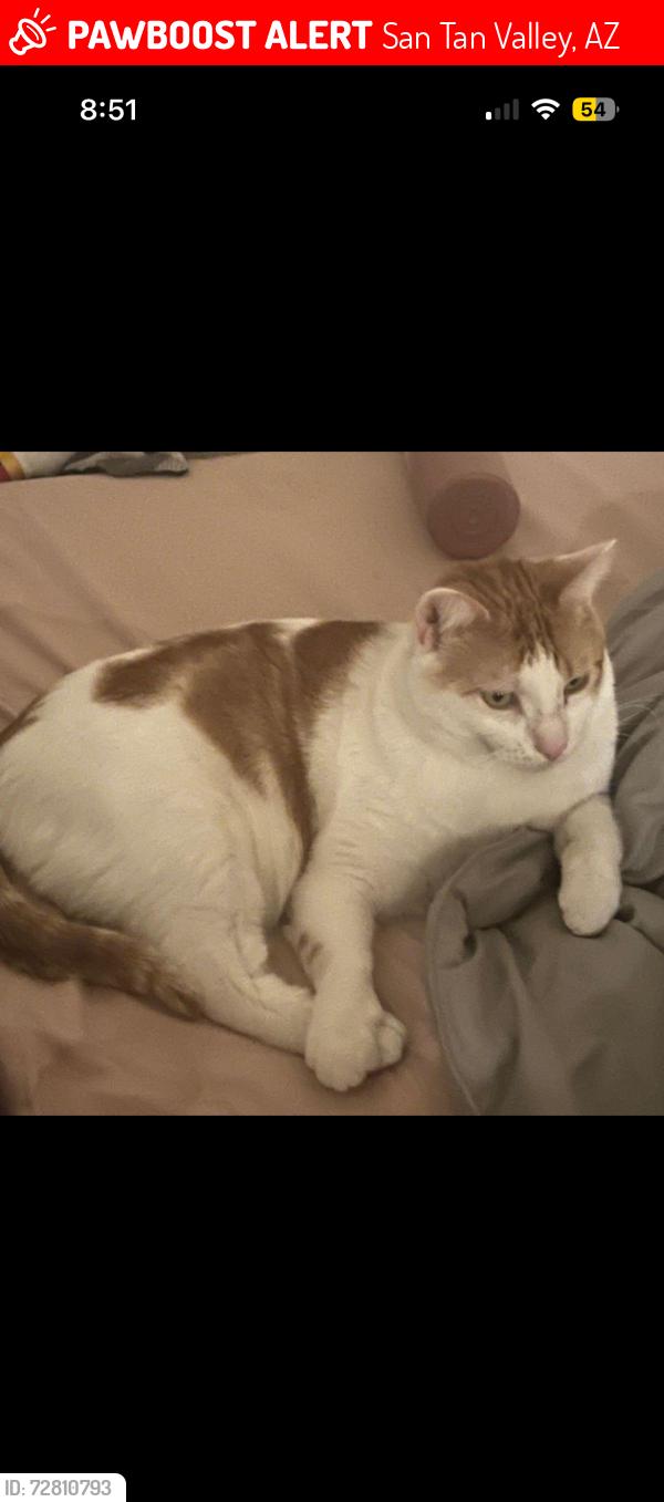 Lost Male Cat last seen Gantzel and Combs, San Tan Valley, AZ 85140