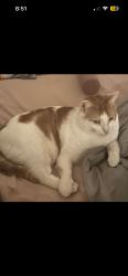 Lost Male Cat last seen Gantzel and Combs, San Tan Valley, AZ 85140
