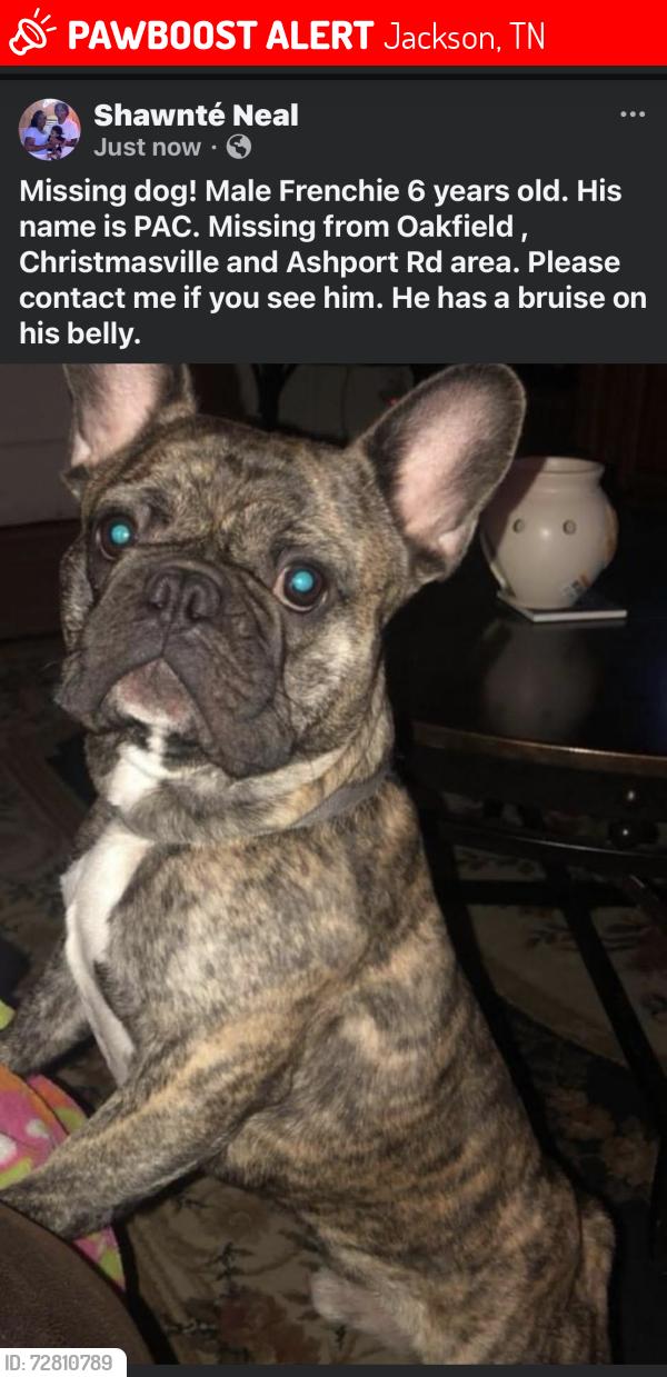 Lost Male Dog last seen Oakfield, Christmasville and Ashport Rd area, Jackson, TN 38305