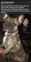 Lost Male Dog last seen Oakfield, Christmasville and Ashport Rd area, Jackson, TN 38305