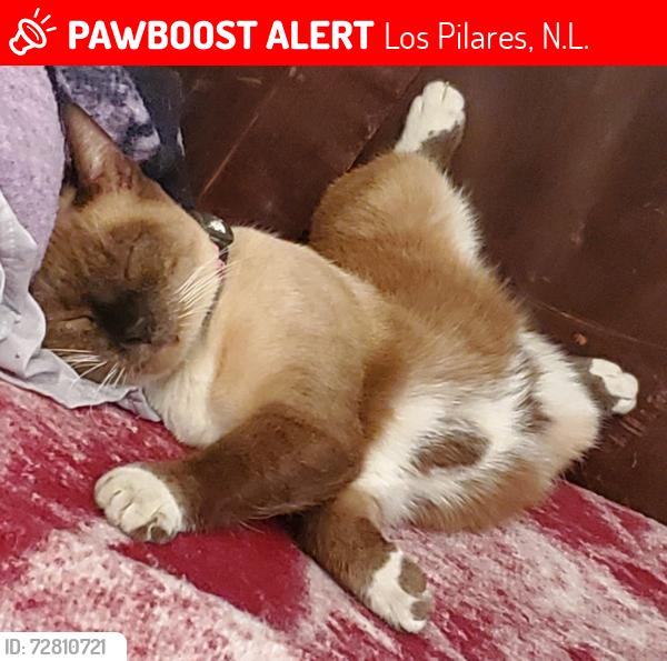 Lost Male Cat last seen Calle Bronce, Pilares la puerta sector Platino en Pilares, Los Pilares, N.L. 65515